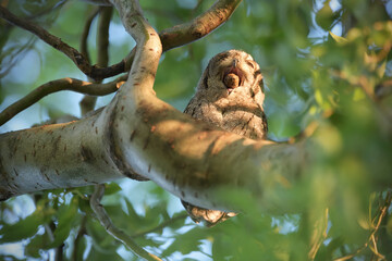 Eurasian scops owl juvenile regurgitating a pellet
