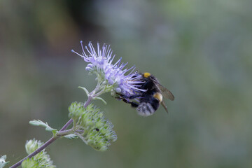 bee on a flower