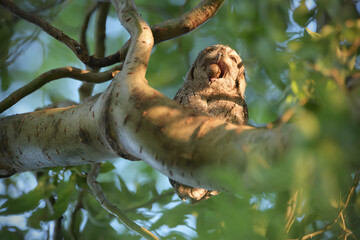 Eurasian scops owl juvenile regurgitating a pellet