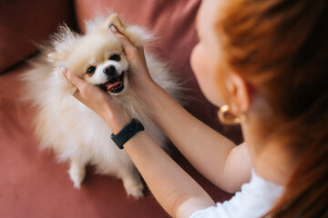 Close-up view from back to cute white pretty spitz pet dog, unrecognizable young woman stroking...