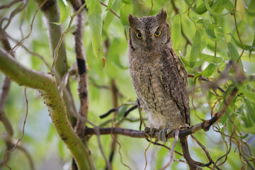 Eurasian scops owl juvenile perched on a willow branch