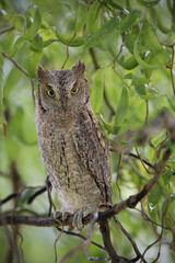Eurasian scops owl juvenile perched on a willow branch