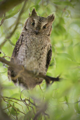 Eurasian scops owl juvenile perched on a willow branch