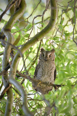 Eurasian scops owl juvenile perched on a willow branch