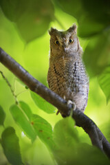 Eurasian scops owl juvenile perched on a linden branch