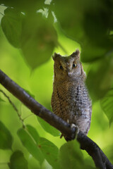 Eurasian scops owl juvenile perched on a linden branch