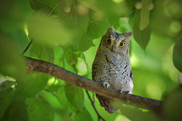 Eurasian scops owl juvenile perched on a linden branch