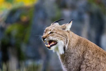Deurstickers lynx in het bos © Marco