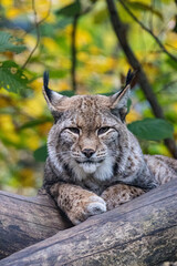 lynx in the forest
