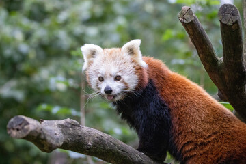 Fototapeta premium red panda bear