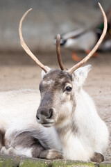close up of a reindeer