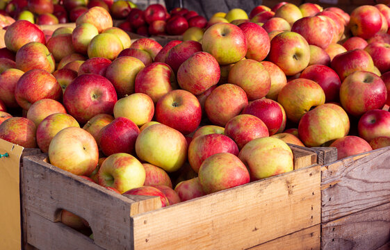 Bushel baskets of Honecrisp apples at a local market