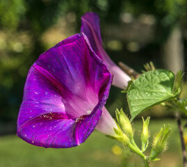 Fototapeta na wymiar Fleur d'ipomea tricolor à Mane, Alpes-de-Haute-Provence, France