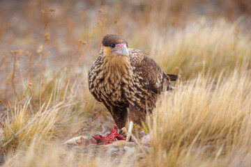 Crested Caracara (polyborus plancus) juvenile with prey