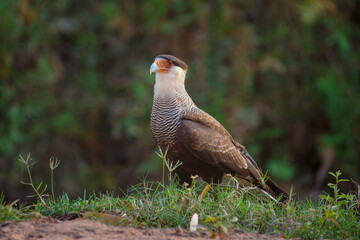Crested Caracara (polyborus plancus) adult standing in grass against blurred background