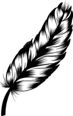 Fototapeta premium Hand drawn feather without background