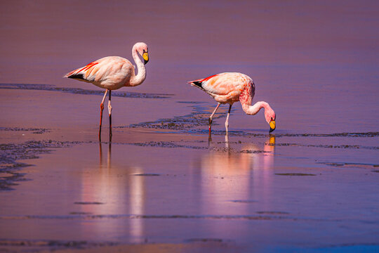 Two James's Flamingo's (Phoenicoparrus jamesi) foraging in a half frozen salt lake of Salar Surire in northern Chile