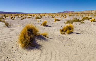 landscape with patches of Puna grass growing in volcanic ash in Huasco National Park on the high...