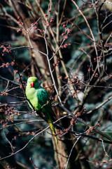 Green rose ringed parakeet in a tree during Spring in Amsterdam, The Netherlands, Europe