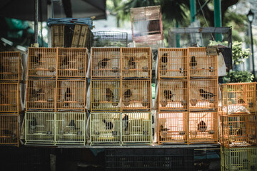 Birds Market Hong Kong
