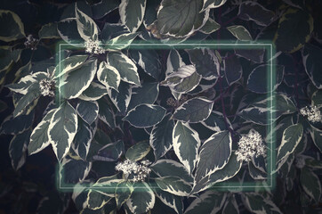 Abstract natural background with dark green leaves. A natural pattern with variegated foliage. Nature dark tone background. white frame in the leaves with copy space.
