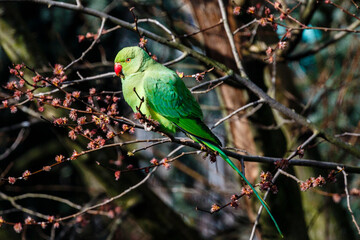 Green rose ringed parakeet in a tree during Spring in Amsterdam, The Netherlands, Europe