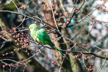 Green rose ringed parakeet in a tree during Spring in Amsterdam, The Netherlands, Europe