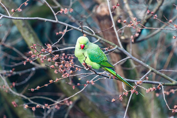 Green rose ringed parakeet in a tree during Spring in Amsterdam, The Netherlands, Europe