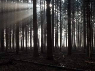 Obraz premium Silhouette of a coniferous forest with beautiful backlight and sun rays through fog