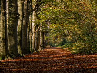 Fototapeta premium Autumn orange and yellow colors in a forest lane