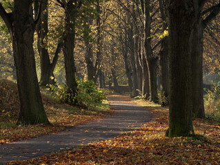 Autumn forest walkpath alley