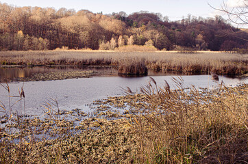 .Reeds on the background of the lake.