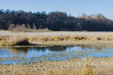 .Reeds on the background of the lake.