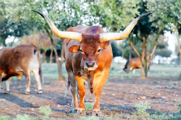ox bull  of barrosa breed portuguese large horned