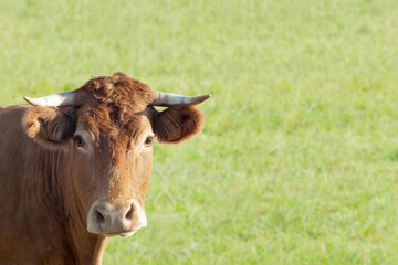 Naklejka na ściany i meble beautiful cow grazing in green field , beef and milk cattle