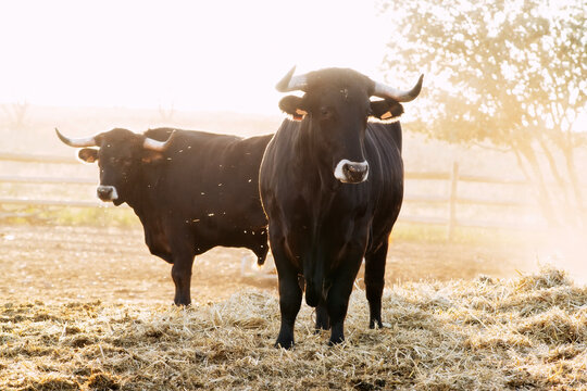 ox  bull of sayaguesa breed of Zamora region , Spain
