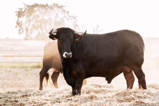 ox bull of sayaguesa breed of Zamora region , Spain