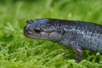 Closeup on the endangered Tokyo salamander, Hynobius tokyoensis