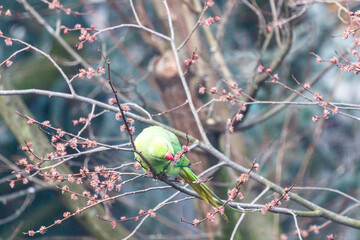 Green rose ringed parakeet in a tree during Spring in Amsterdam, The Netherlands, Europe