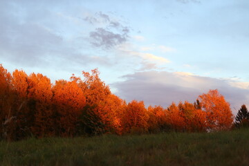 autumn colored trees on the edge of the forest