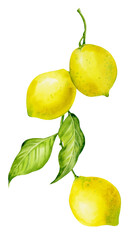 Watercolor illustration of a branch with lemons. Bright yellow lemon fruits on a branch.