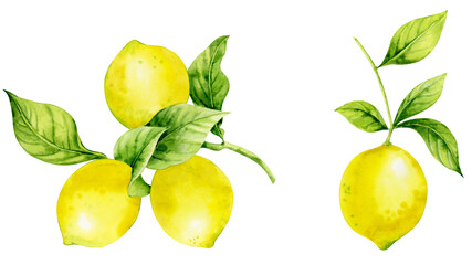 Bright yellow lemon fruits on a branch. Watercolor illustration of lemons on a white background.