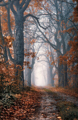 Aleja drzew jesienią