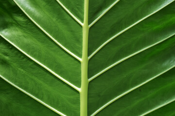 Texture of green leave for background