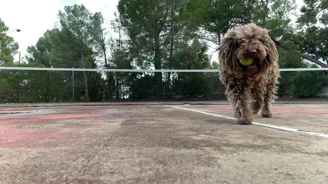 Slow motion Healthy happy dog of Komondor breed, Puli, Bergamasco, playing with a tennis ball. Rasta dog, grooming
