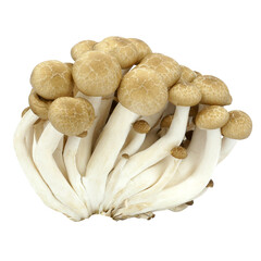 Shimeji mushrooms brown varieties isolated on white background.