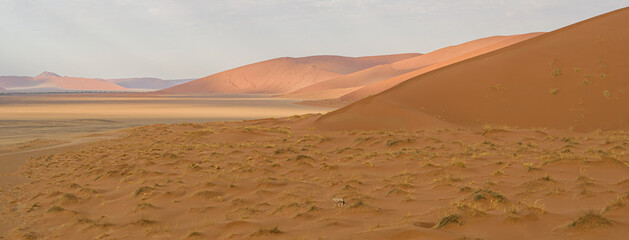 Fototapeta na wymiar Oryx in the dunes