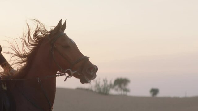 Slow motion close up tracking shot of the face of a galloping horse with sunset behind.