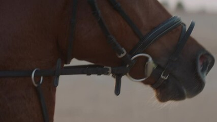 Slow motion close up tracking shot of the face of a galloping horse with sunset behind.
