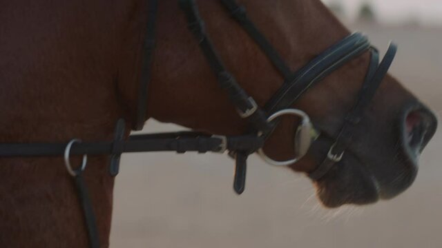Slow motion close up tracking shot of the face of a galloping horse with sunset behind.